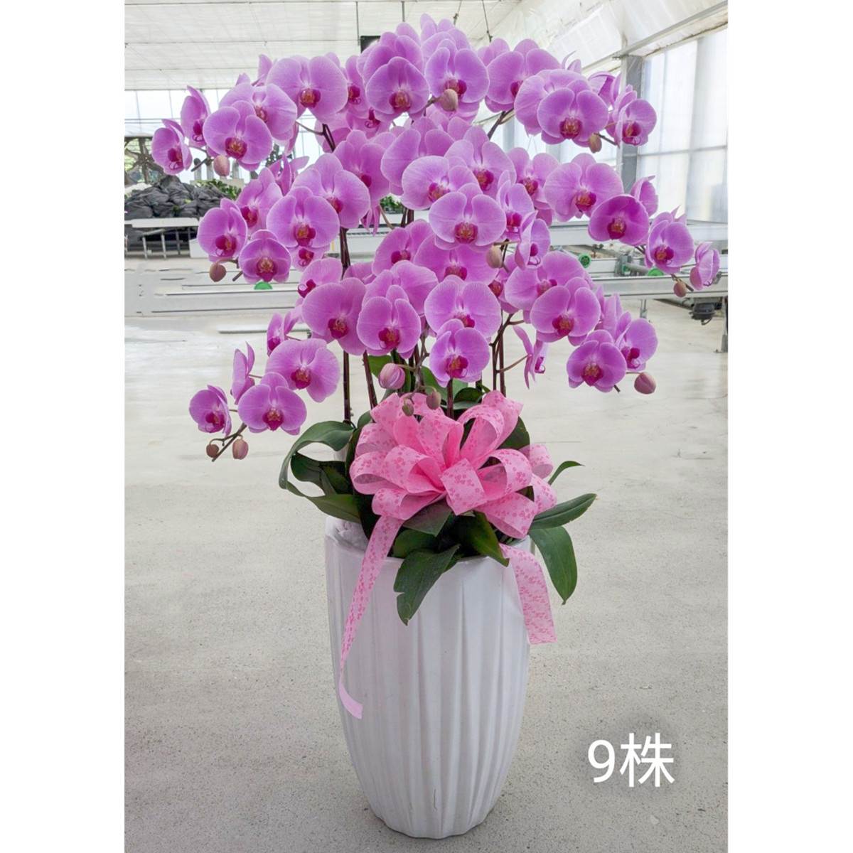 9株高盆蘭花(粉)