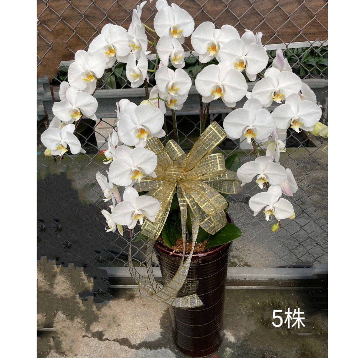 5株高盆蘭花(白)