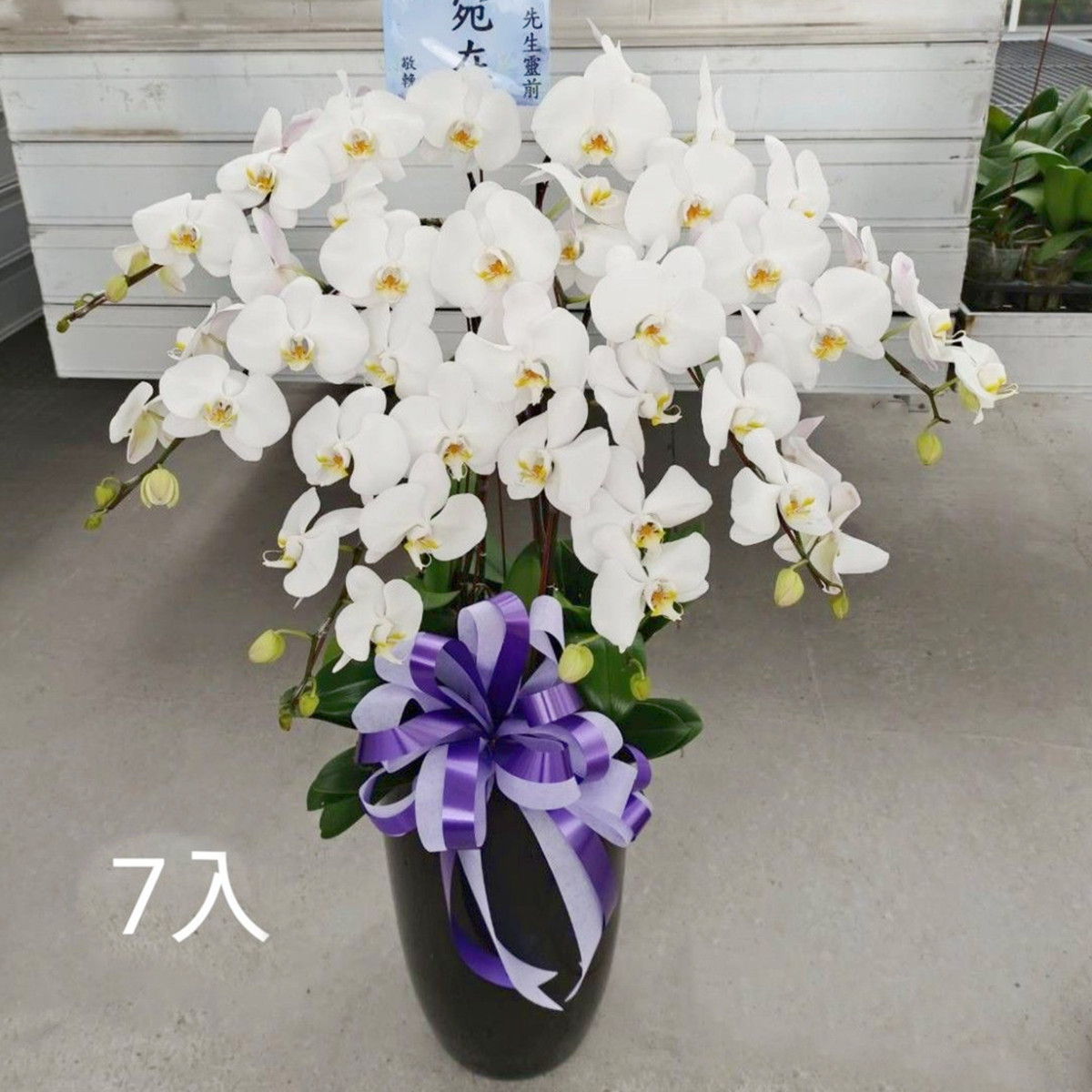 7株高盆蘭花(白)