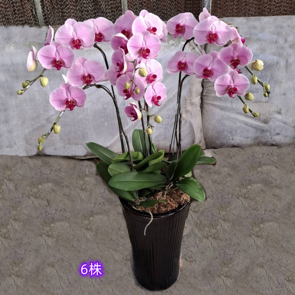 6株高盆蘭花(粉)