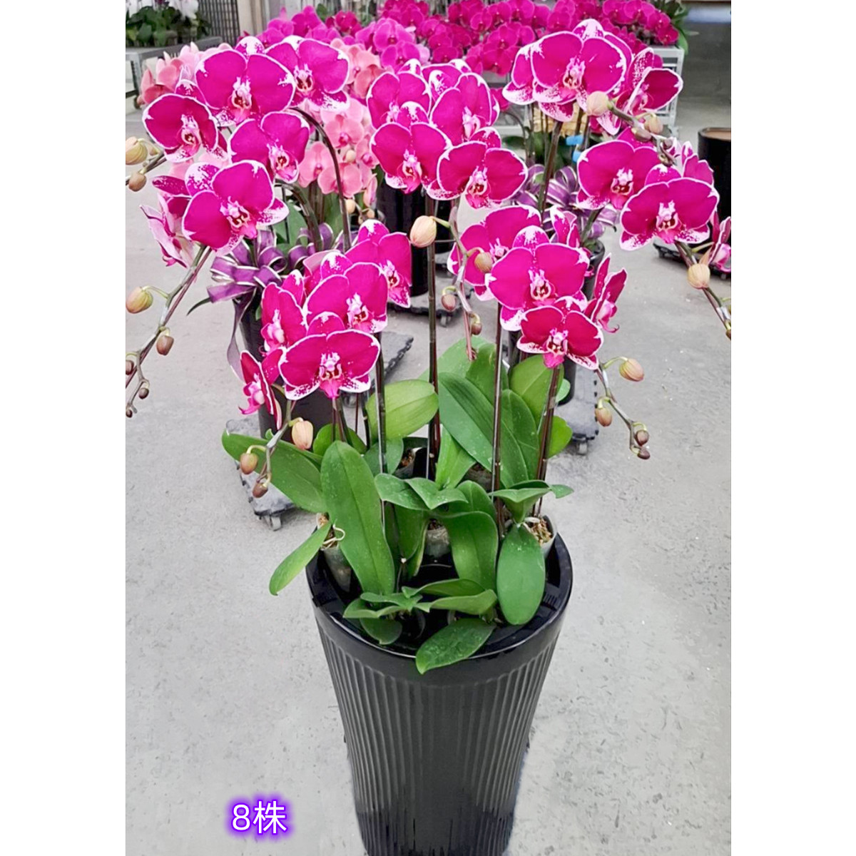 8株高盆蘭花(粉)